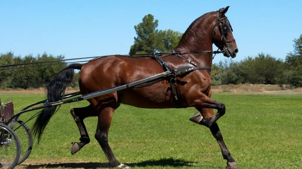 Imagen de un caballo de silla de montar.