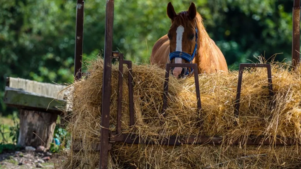 Imagen de un caballo comiendo de un fardo de heno redondo.
