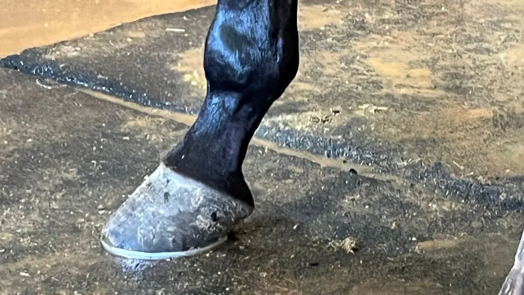 Imagen de la pezuña de un caballo.