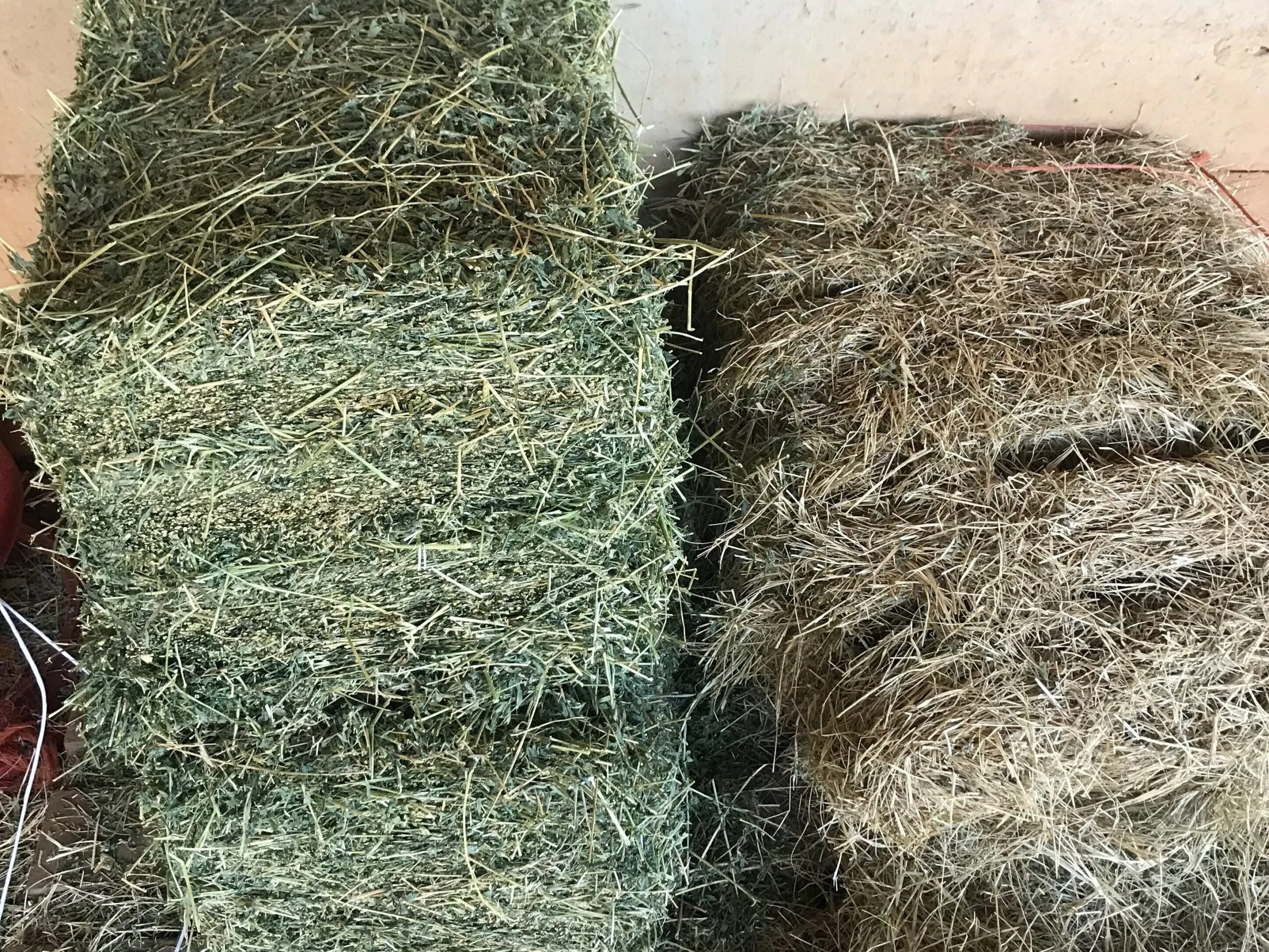 Imagen de heno de bermudagrass junto a heno de alfalfa