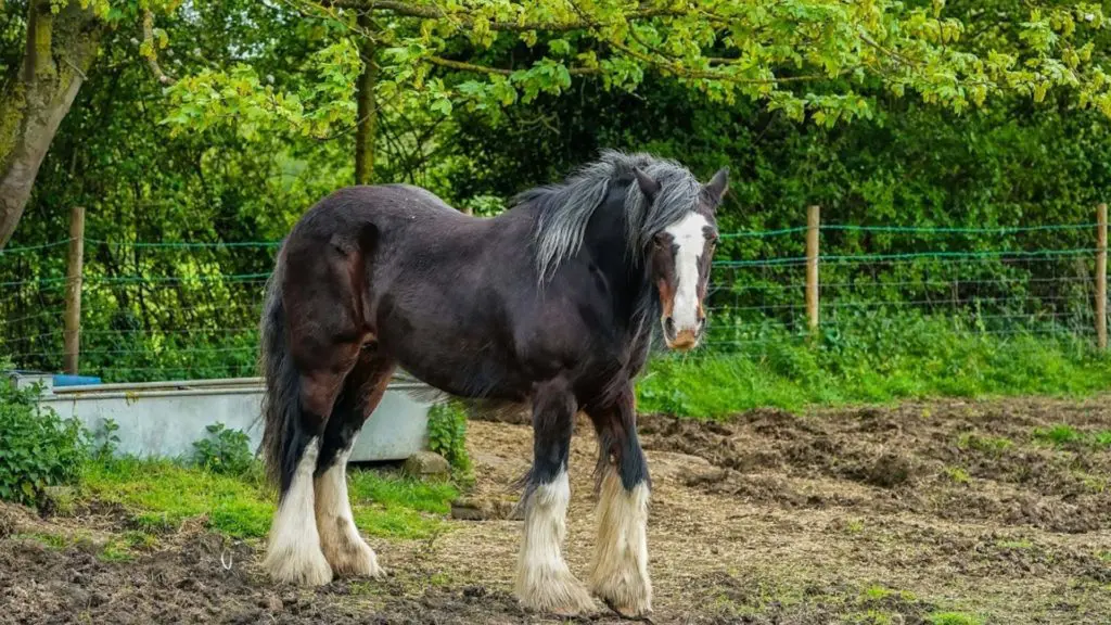 Imagen de un caballo Shire de pie en un pasto.