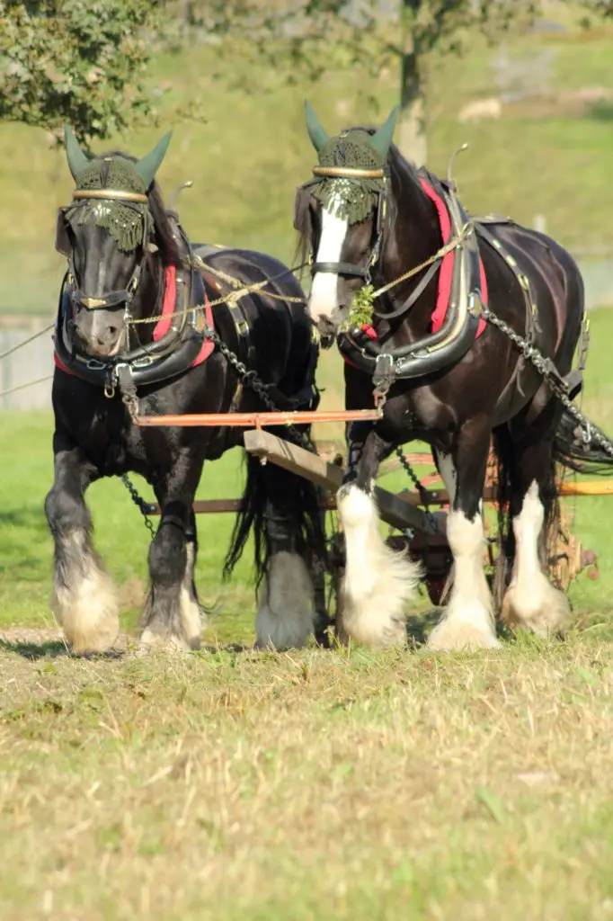 Imagen de un par de caballos Shire tirando de un arado.