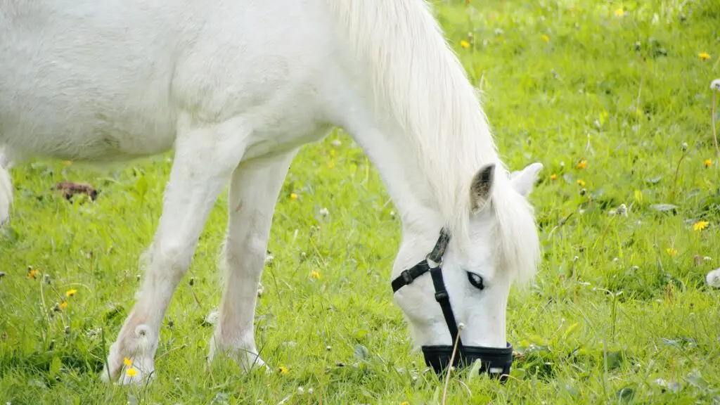 imagen de un caballo comiendo mientras usa un bozal,