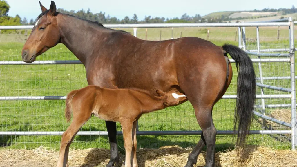 imagen de un caballo bebé amamantando,