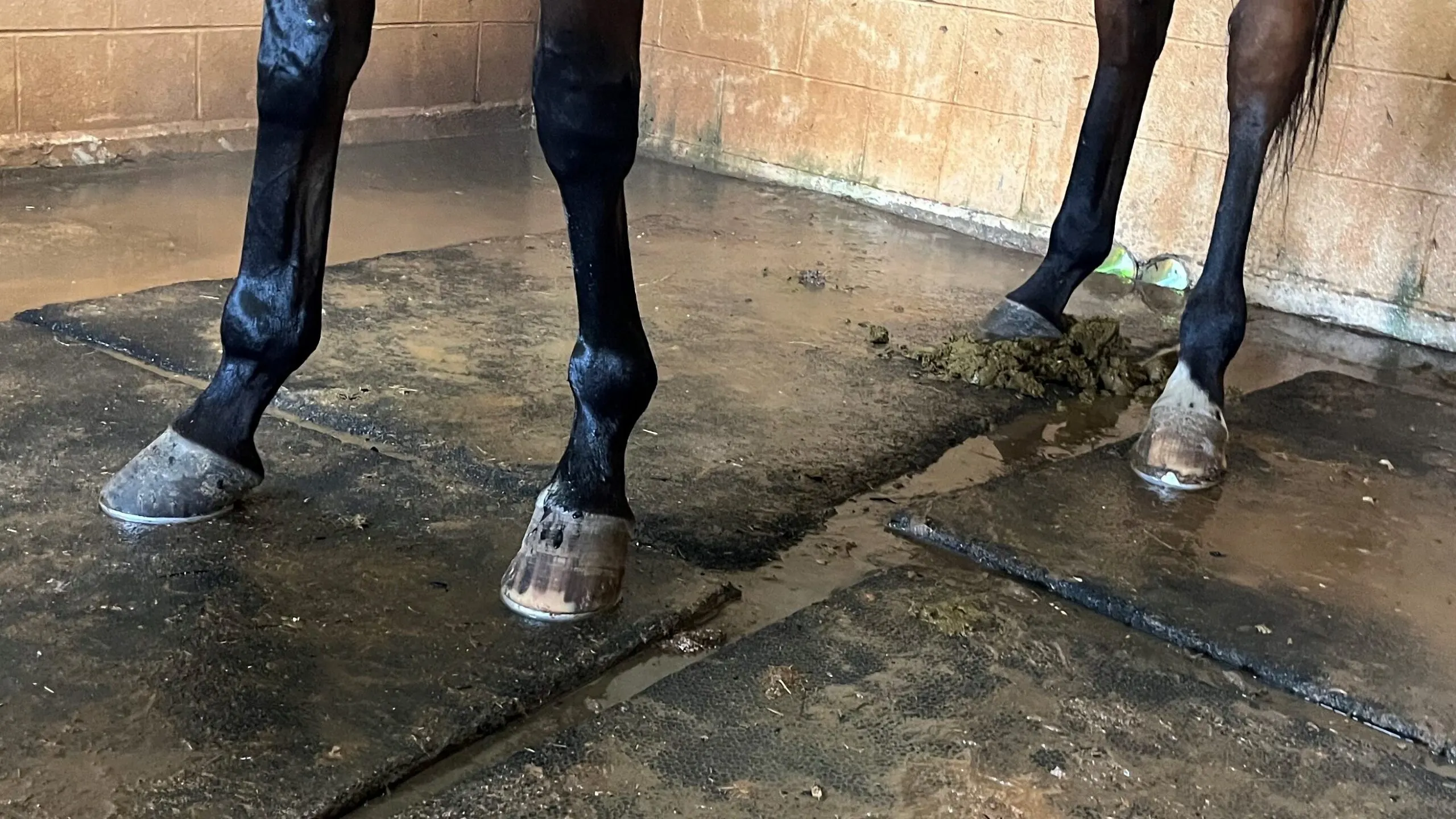 Imagen de la parte inferior de las piernas de un caballo.