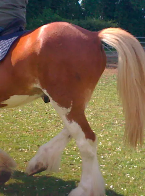 Imagen de un caballo con un patrón de color Sabino overo