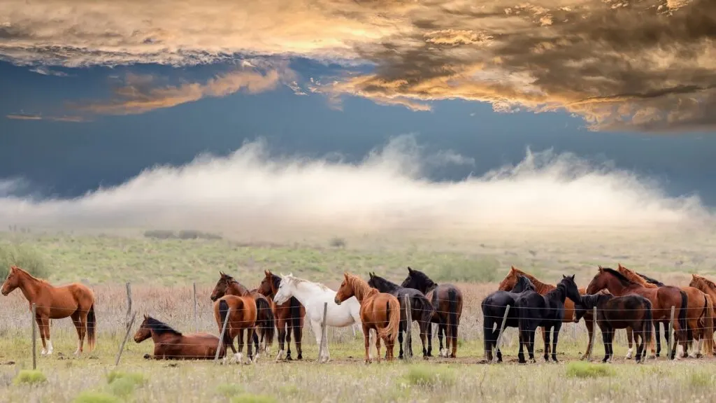 Imagen de una manada de caballos.