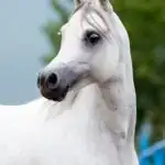 Imagen de un caballo árabe