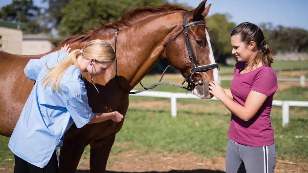 Imagen de un veterinario revisando un caballo.