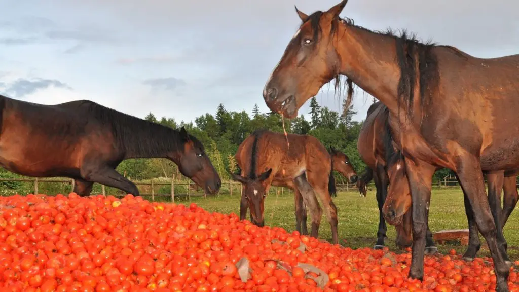Imagen de caballos comiendo tomates,