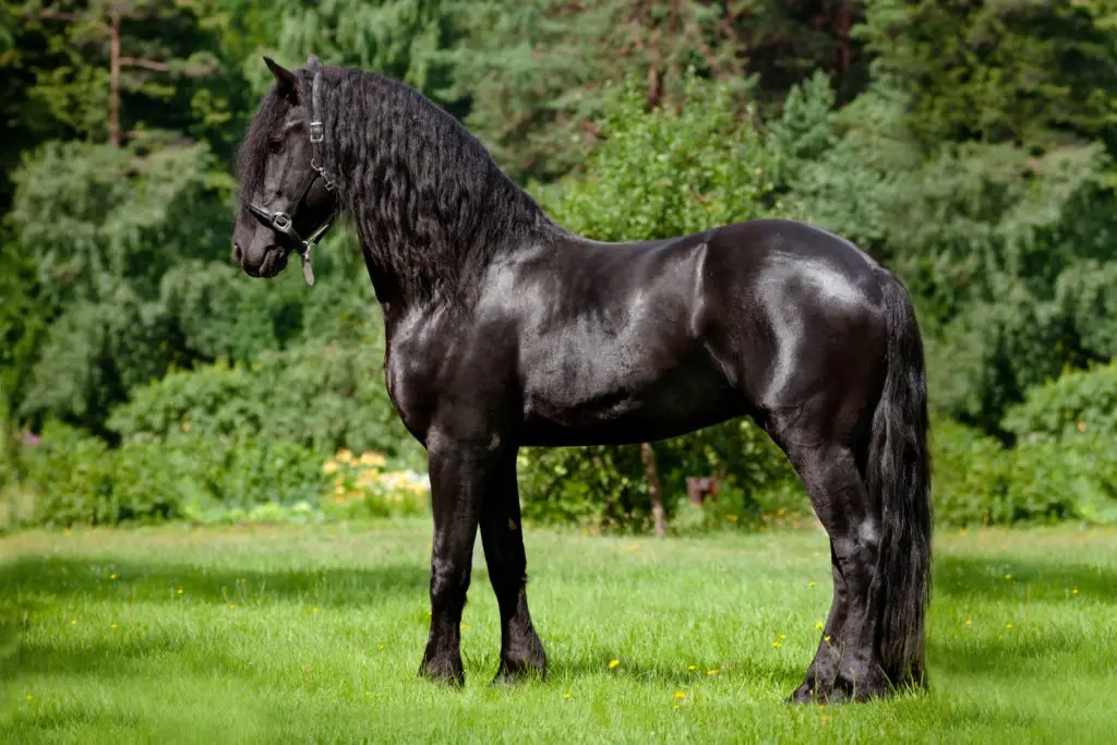 Imagen de un caballo frisón de pie.