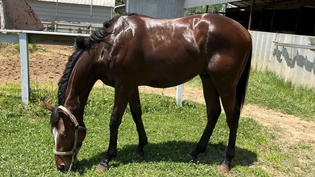 Foto de mi caballo pastando.