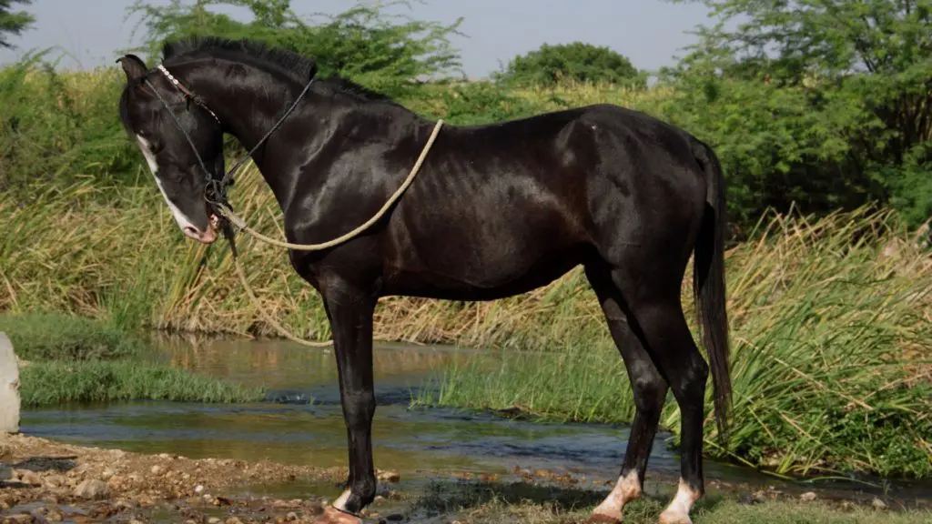 Imagen de una raza de caballo nativa de la India, el Marwari.