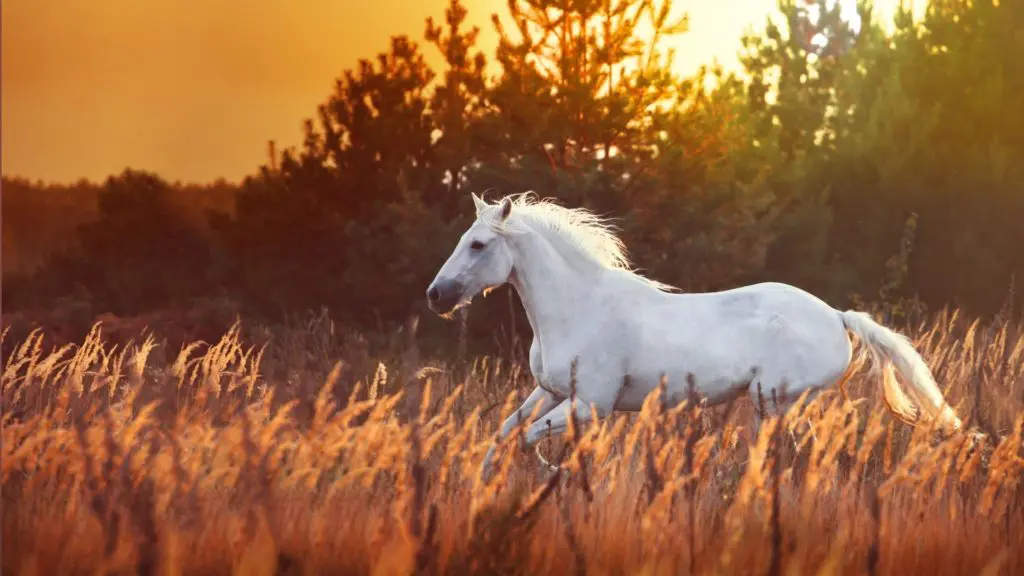 imagen de un caballo blanco corriendo en un campo,